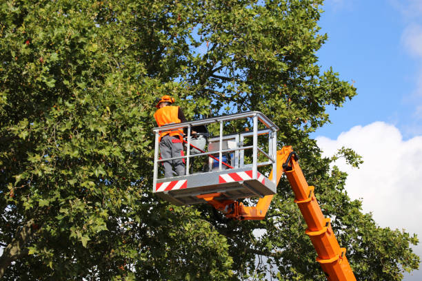 Trusted Bangor, PA Tree Service Experts